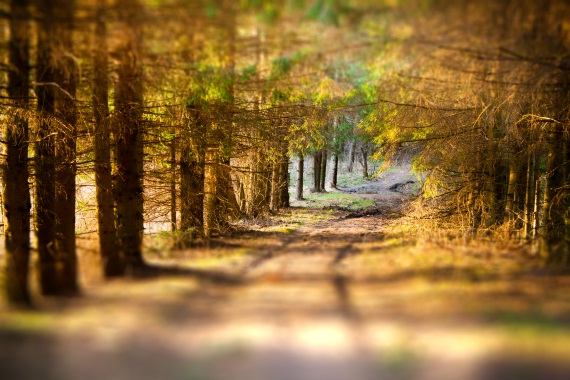 tilt shift